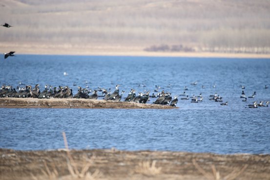 清水川能源公司董事长王军泓